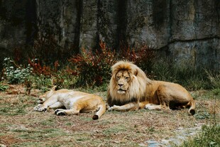 两只狮子悠闲卧于草地