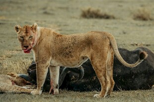 母狮站立于猎物旁