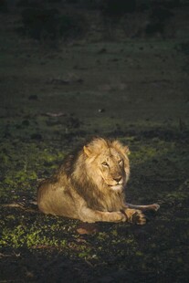 卧于草地的雄狮