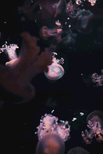 梦幻水母在水中优雅游动