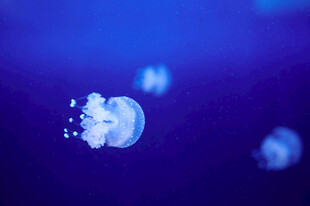 梦幻水母在深蓝中漂浮