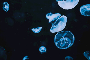 梦幻蓝水母在水中飘逸