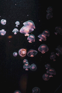 梦幻水母在水中轻盈漂浮