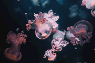 梦幻水母在水中飘逸