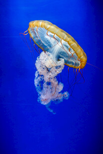 梦幻水母在蓝色海洋中游动