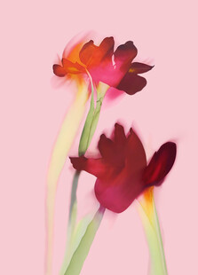 定位花