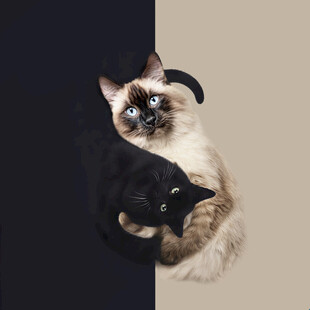 猫咪 定位