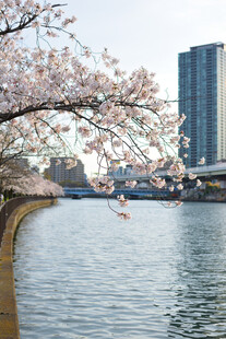 河畔樱花与现代建筑美景
