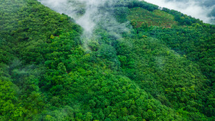 俯瞰葱郁山林