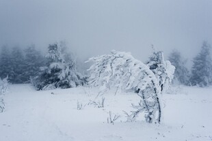 雪覆旷野中的弯折树木