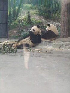 两只熊猫惬意休憩