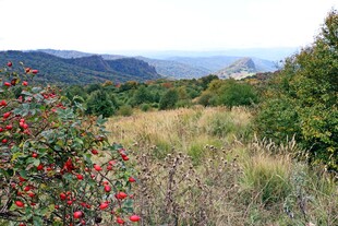 山间野景红果点缀绿意
