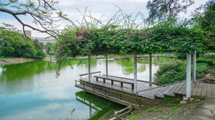 湖畔木桥静谧自然景致