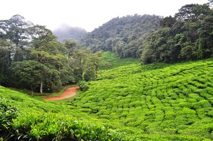 翠绿茶园与山林美景