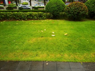 雨后清新草坪