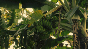 繁茂香蕉林