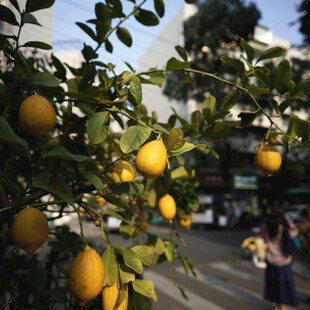 枝头累累的金黄柠檬