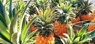 新鲜菠萝