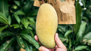 手捧鲜黄饱满大芒果