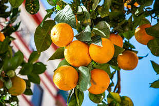 枝头挂满金黄诱人的橘子