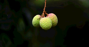 青荔枝挂枝