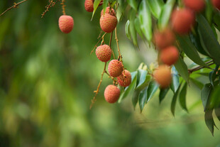荔枝