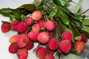 新鲜饱满的荔枝果实