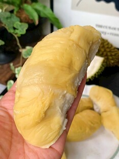 剥开的香甜榴莲果肉
