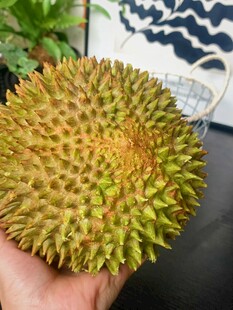 榴莲