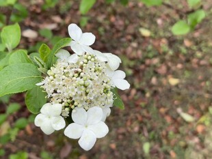 白色绣球花特写