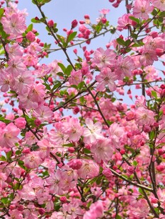 烂漫粉色樱花绽放枝头