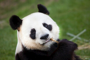 熊猫惬意进食竹子