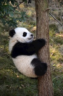 熊猫攀树憨态可掬