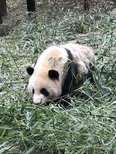 憨态熊猫卧于翠绿草地