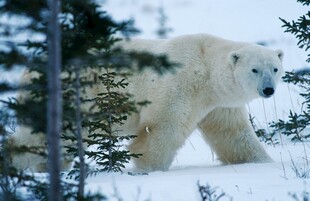 雪地中的北极熊