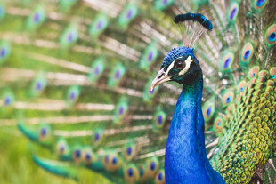 开屏的美丽蓝孔雀