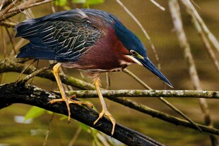 绿鹭栖息枝头
