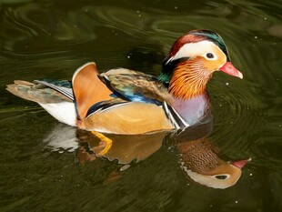 水中游弋的美丽鸳鸯