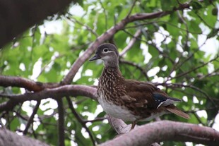 枝头小鸟