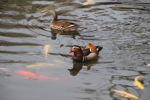 水中鸳鸯与锦鲤共游