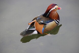 水中优雅的五彩鸳鸯