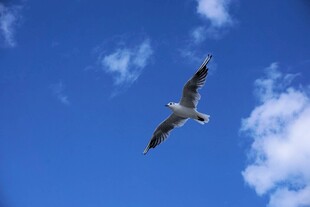 蓝天中翱翔的海鸥