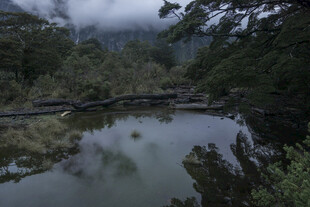 山间静谧溪流与繁茂植被