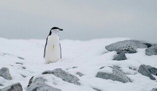 雪地中的孤独企鹅
