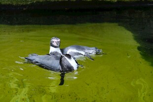 水中双鸭