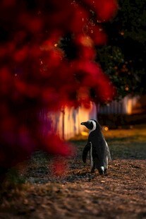 红背景下的黑白企鹅