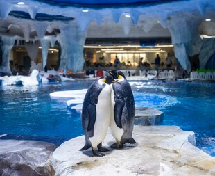 企鹅在水族馆内的岩石上
