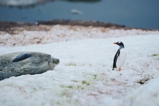 雪地中的海豹与企鹅
