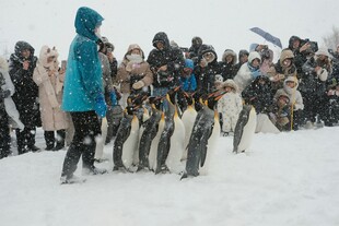 雪地中人与企鹅互动场景