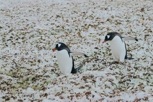 雪地中的两只企鹅